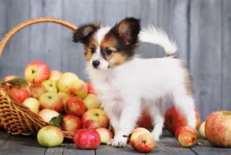 ¿los Perros Pueden Comer Manzana Beneficios Y Dosis Recomendada