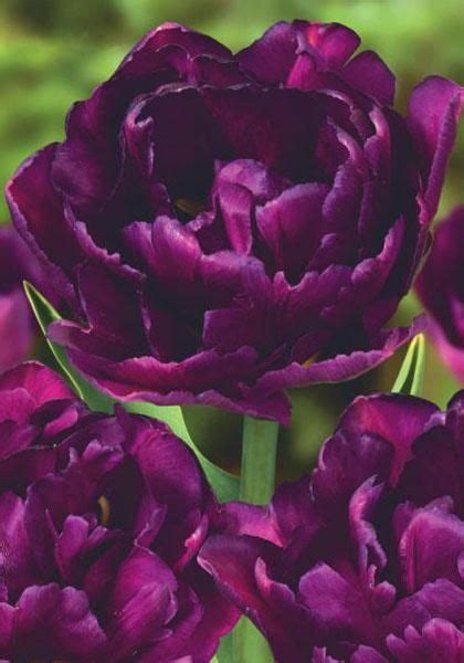 Showcase Bulbs Tulips Bulbs Showcase Buy Tulips Flower Bulbs Online Bloms Bulbs Uk An