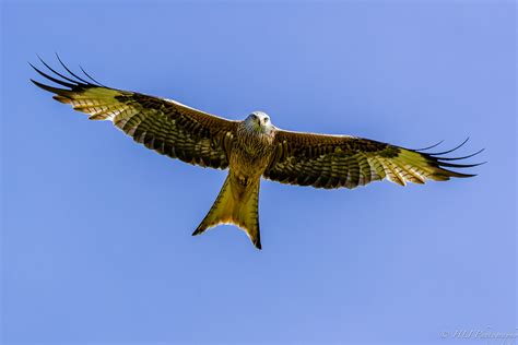 Rotmilan Red Kite Milvus Milvus Milan Royal Hli Photography