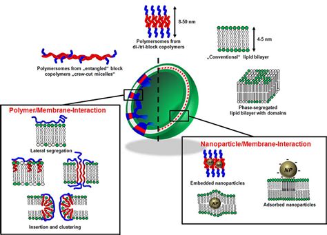 Self Assembly Of Nanoparticles At The Interface Of Lipid And