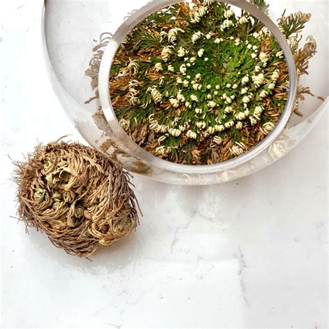 Rose Of Jericho Plant Care