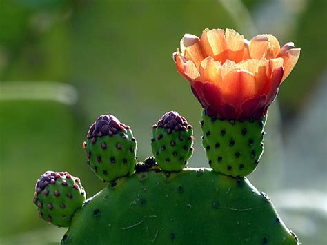 ᐈ Opuntia Ficus Indica 【⊛】nopal O Chumbera