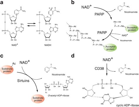 PDF NAD And Sirtuins In Aging And Disease Semantic Scholar