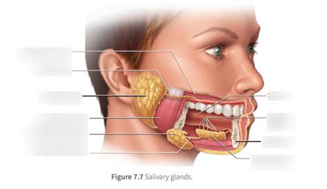 Lab 7 Salivary Glands Diagram Quizlet