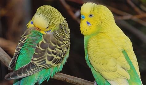 Pros And Cons Of Clipping Your Bird’s Wings | PetKraze- Serving PA | DE ...