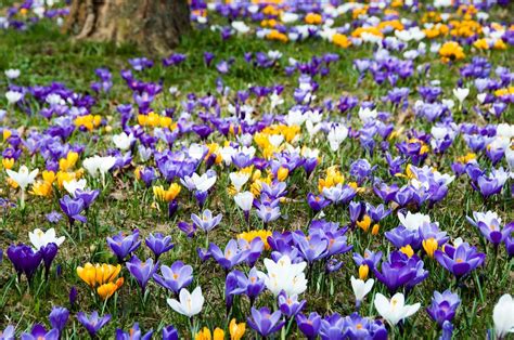 krokus blomster der vokser i græsset i foråret Stock foto Colourbox