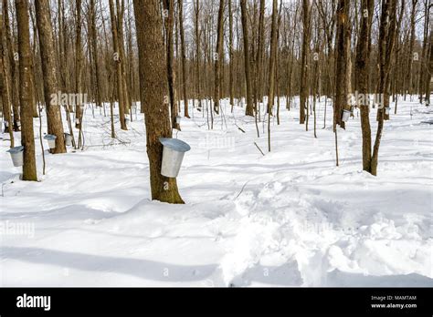 Maple Sap Buckets Hi Res Stock Photography And Images Alamy