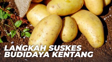 Bagaimana Caranya Agar Sukses Budidaya Kentang Analisis Usaha Tani Dan