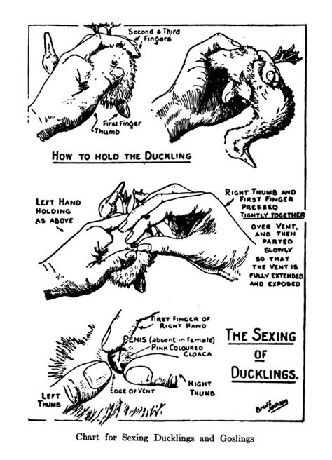 Sexing Ducklings And Goslings Open Poultry Standards Australia