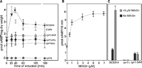 LRR Domain Is Required For The Activation Of Cyr1p A Yeast Cells Of