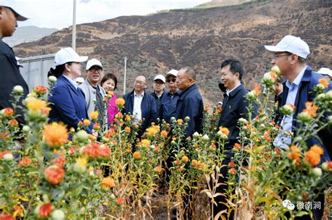 云南高原山地红花现场观摩会暨全国中药材红花产业绿色发展论坛在南涧举办云南省示范