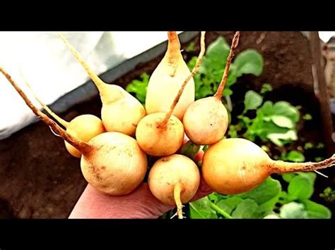 ПОСАДИЛА И НЕ ПОЖАЛЕЛА! Сочный Крупный и необычный Жёлтый Сорт Редиса ...