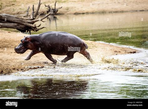 Hippopotamus out of water hippo running hi-res stock photography and ...