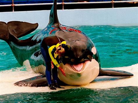 Orca famosa de aquário em Miami será liberada de shows VEJA