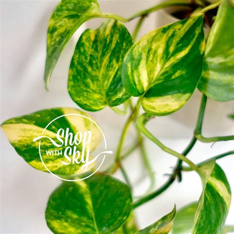 Jual Sirih Gading Golden Pothos Devil S Ivy Epipremnum Aureum