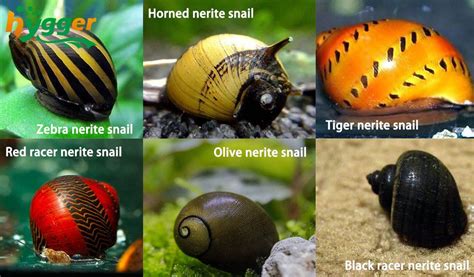 Nerite Snails Guide – Favorite Nano Algae Eater - hygger