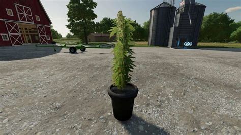 Cannabis Plants Pack V Farming Simulator Mod