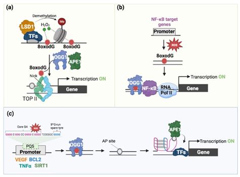 Epigenetic Role Of 8 OxodG A A Specific TF Recruits LSD1