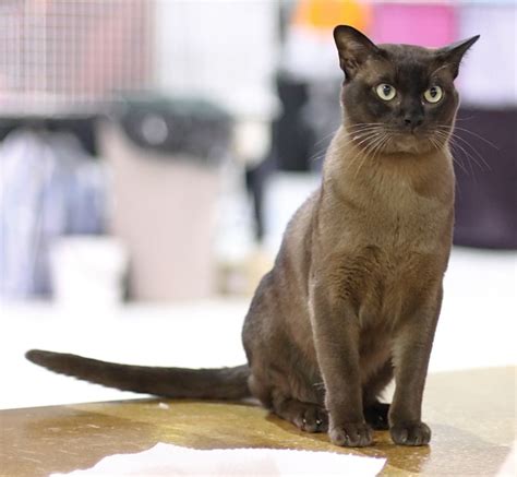 Burmese Cat Breed Information Characteristics Daily Paws Atelier Yuwa