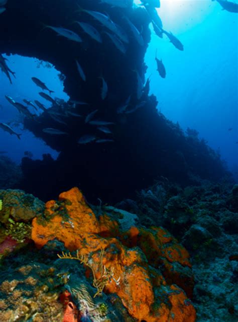 Top Scuba Diving Sites in Grand Cayman - Indigo Divers