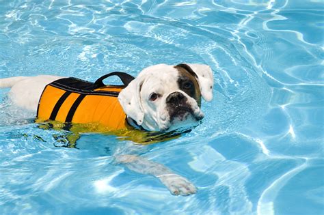 Pool Safety For Pets Cannonball Pools