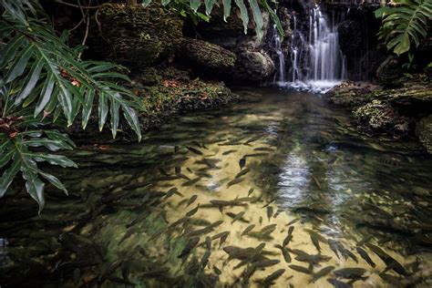 Tenmar Cave Pinecrest Gardens Garden Features Tropical Plants Plant