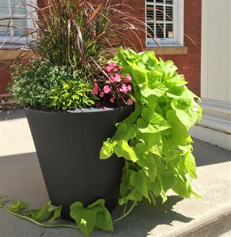 Dot Self Watering Plant Pots Crescent Garden