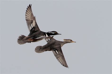 Hooded Merganser - ID, Facts, Diet, Habit & More | Birdzilla