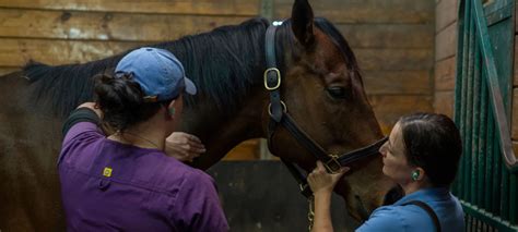 Medical Colic Treatment | Equine Veterinary Care