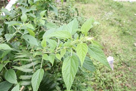 Lijst Met Wilde Eetbare Planten Forest To Plate Eetbare Planten