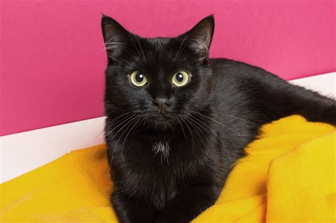 black cat wwwglwecin