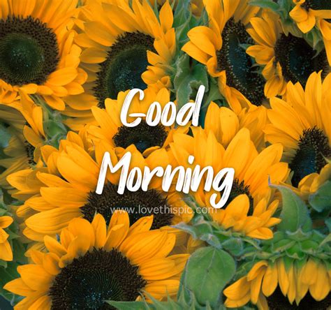 Sunflower Bunch Good Morning Pictures Photos And Images For Facebook