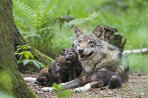 Sachsen Vier Neue Wolfsrudel In Sachsen Deutsche Jagdzeitung