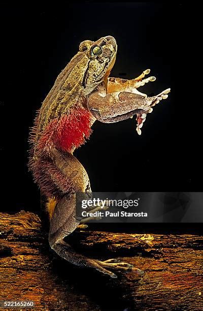 Trichobatrachus Robustus Fotografías E Imágenes De Stock Getty Images