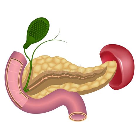 Pancreas With Spleen Stock Vector Illustration Of Model 262356567