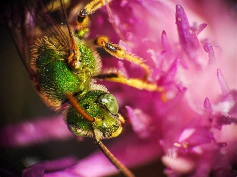 How To Get Rid Of Sweat Bees Naturally Beekeeping 101