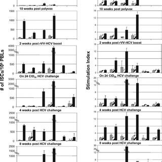 Hcv Specific T Cell Responses Before And After Homologous Hcv