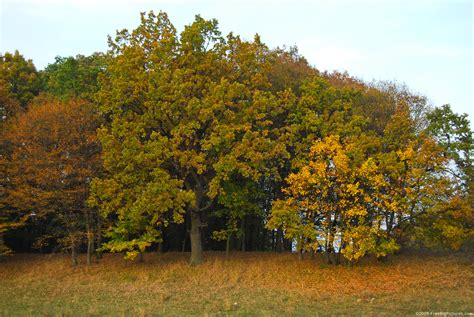 Autumn Trees