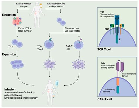 Schema Of Adoptive Cellular Therapies Tumour Infiltrating Lymphocytes