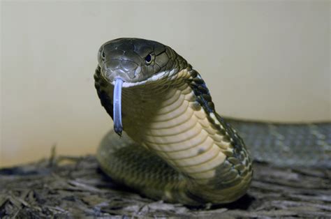 King Cobra In Name Only Wild View