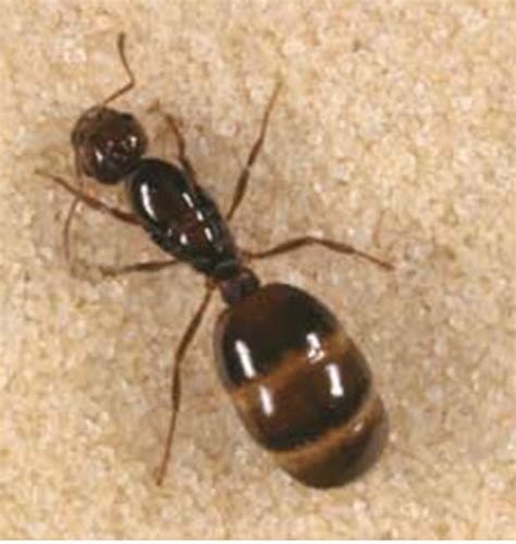 Fire Ant Queens Pest