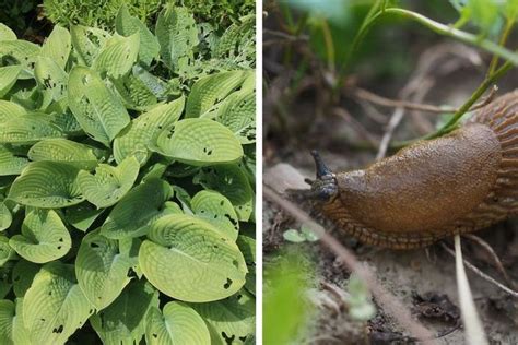 Cendre De Bois Comment L Utiliser Au Jardin En 2024