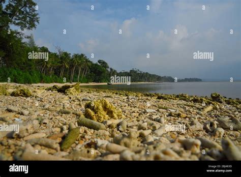 Coral Beach Andaman Island Stock Photo Alamy