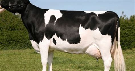 Mengenal Karakteristik Sapi Perah Friesian Holstein