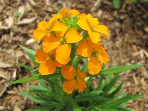 Cheiranthus Allionii Siberian Wallflower Seed Etsy