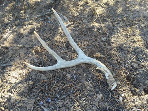 Mule Deer Shed Hunting Shed Hunting Ultimate Guide To Finding Antlers