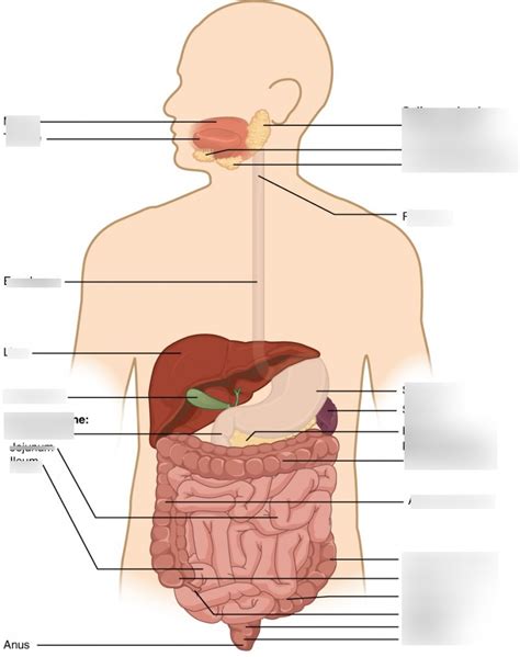 A P Exam Diagram Quizlet