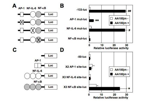 The relative importance of AP 1 NF IL 6 and NF κB binding sites in the