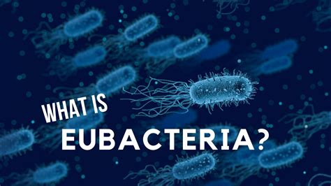 Eubacteria Examples | Science Trends