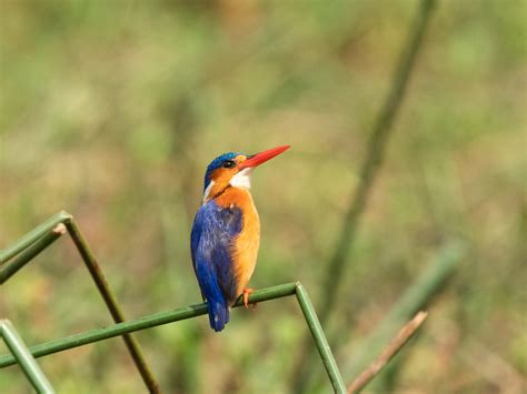 Kenya Birding Photography Tour Birdwatching Wildlife Safari